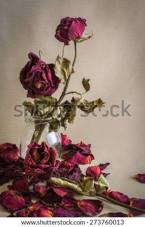 dried rose Dead rose  with vintage style.