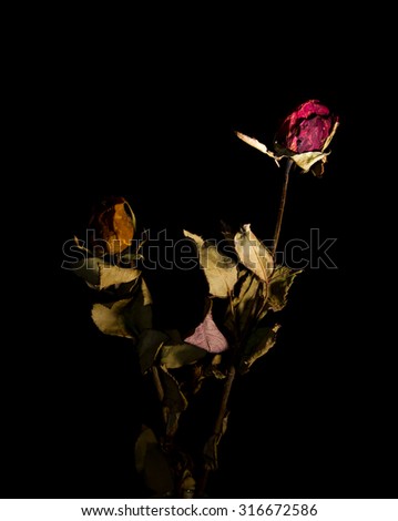 Grunge wilted roses over abstract dark  background, floral red border with dried out flowers, retro vintage style photo, death concept