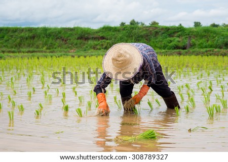 Farmers - the farming of Thailand started already in the field, filled with lush rice farmers with rice seedlings