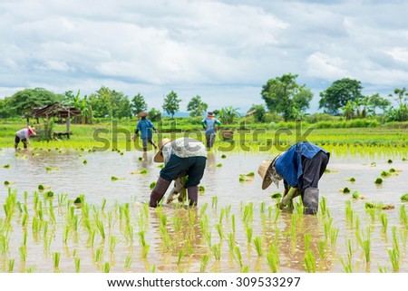 Farmers - the farming of Thailand started already in the field, filled with lush rice farmers with rice seedlings