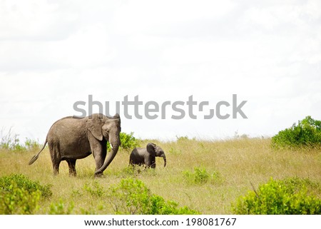 African elephant mother and baby in Maasai Mara, Kenya, East Africa.