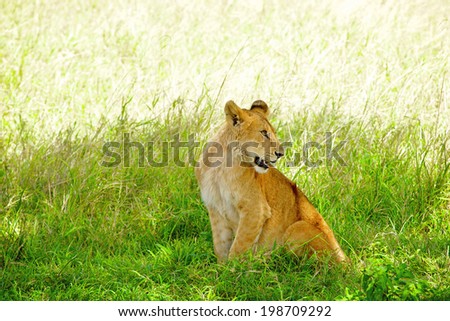 Lion pride near the Kenya-Tanzania border in the Maasai Mara, Kenya, East Africa.