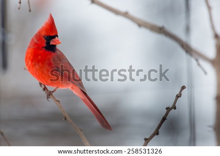 Male Northern Cardinals perched on a limb during Winter Storm Thor.