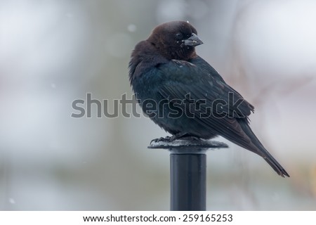 Brown-Headed Cowbird perched on a bird feeder in Lexington, Kentucky during Winter Storm Thor.