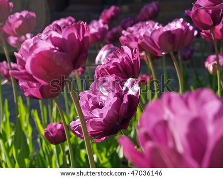 Close Up Of A Bunch Purple Flowers Growing In A Garden Stock Photo ...