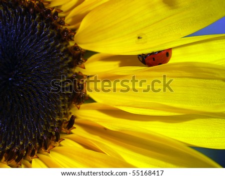 Bright Red Ladybug on a Warm Yellow Sunflower