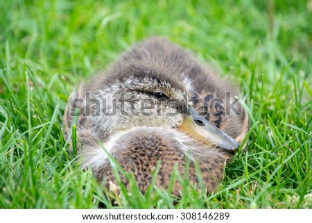 Baby duck laying down