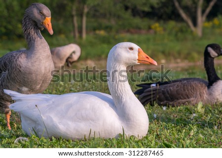 Domestic white goose laying down with other geese