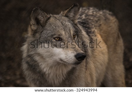 Wolf head