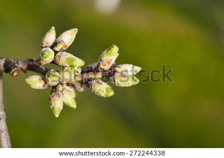 Almond  tree buds on a green background