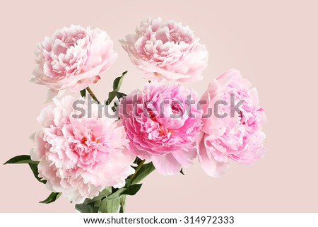 Bouquet of pink peonies on light pink background