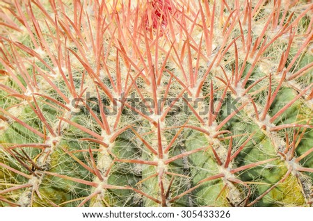 Cactus are succulent plants that can survive long periods of time without water in drought and arid habitats / Cactus / Cactus makes good landscape and ornamental plants