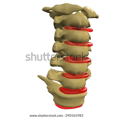 Cervical Spine Stock Photo 290565983 : Shutterstock