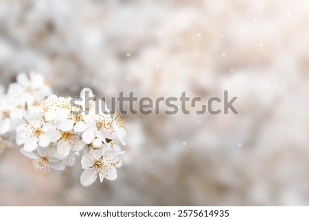 Similar – Image, Stock Photo Cherry blossom against blurred background