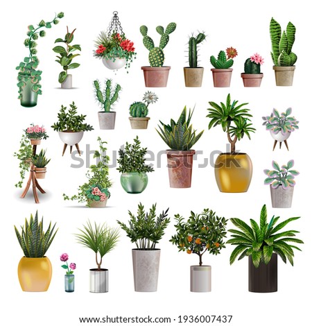 Big collection of vector realistic detailed house or office plant for interior design and decoration. Tropical and Mediterranean plant and flowers plant cactus for interior design and decoration