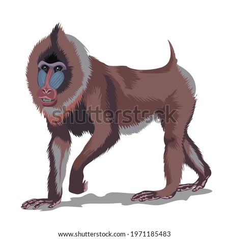 Mandrill or big brown monkey. Isolated in white background. Vector illustration