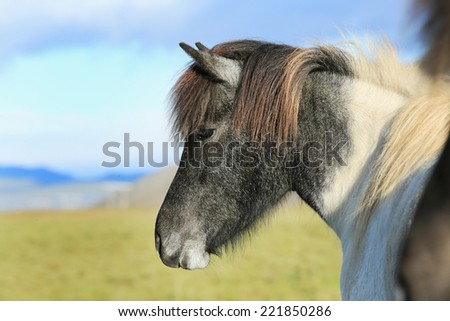 horse love, alone on the meadow, Iceland