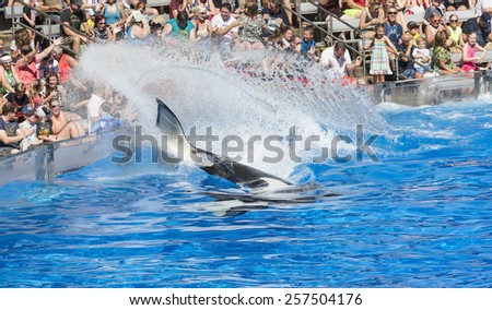 Two whales in the aquarium splash water on the audience in the auditorium on performance Florida, FLORIDA 27 October 2014, USA
