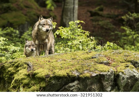 European wolf, Europaeischer Wolf, Canis lupus, wolf, CZECH REPUBLIC.