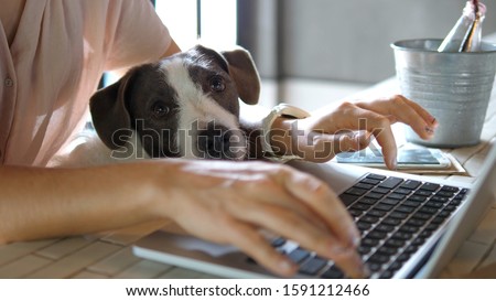 Female Hands Working On Laptop With Cute Dog Foto d'archivio © 