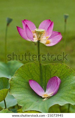 The lotus flowers in the morning after rain