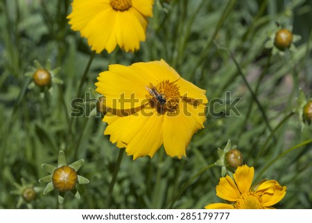 Cute yellow flowers with bee