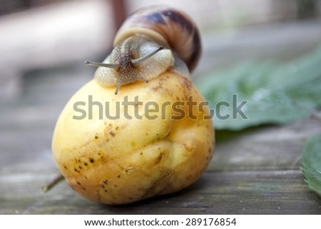 Close-up of burgundy snail walking on the apricot, also known as Roman snail, edible snail or escargot