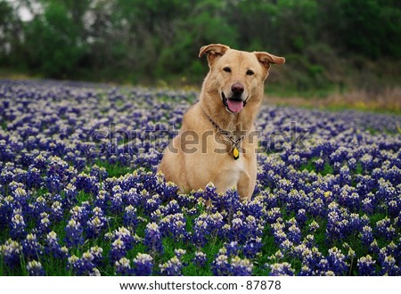 Dog in Blue Bonnets