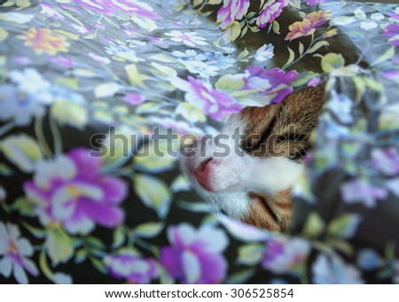 Young cat sleeping in plastic bag with flower print; focus on face through handle