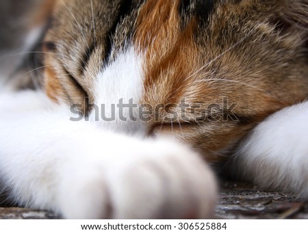 Close up of young tabby sleeping cat laying on old rustic garden table; tight cropping, focus on eyes, de-focused paw