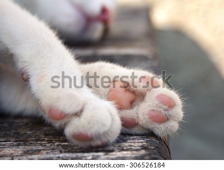 Close up of paws of young white kitten while sleeping on old rustic garden table; tight cropping and focus on one paw and paw pads