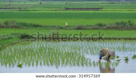 A peasant, rice farmer, with conical hat, view profile, bent over to transplant rice seedlings in the fields in Ninh Binh province, North Vietnam.