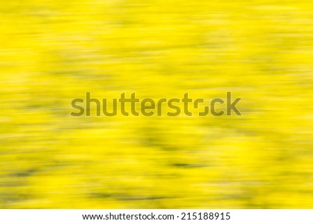 Blurred canola field creating interesting yellow color for background