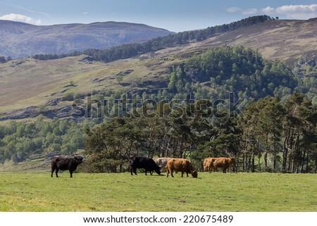 Highland cattle is typical symbol of Scottish Highlands