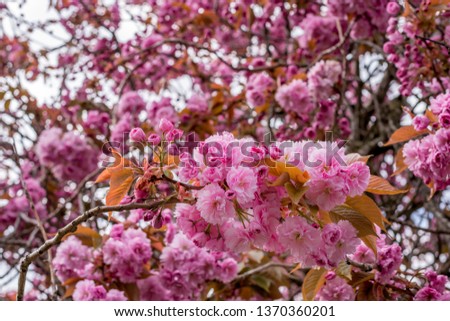 Shutterstock Puzzlepix - 