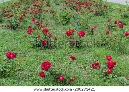 Field of roses