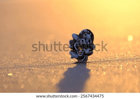 Similar – Image, Stock Photo Reflection of a mussel seeker in the mudflats