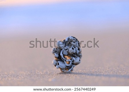 Similar – Image, Stock Photo Reflection of a mussel seeker in the mudflats