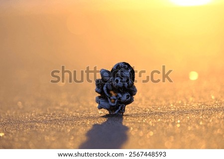 Similar – Image, Stock Photo Reflection of a mussel seeker in the mudflats