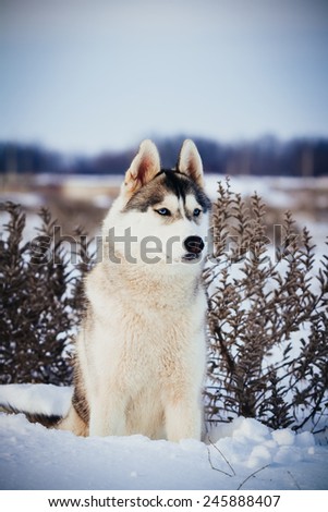 Siberian Husky dog sitting in the snow. Snowy expanses. Photo toned style Instagram filters.