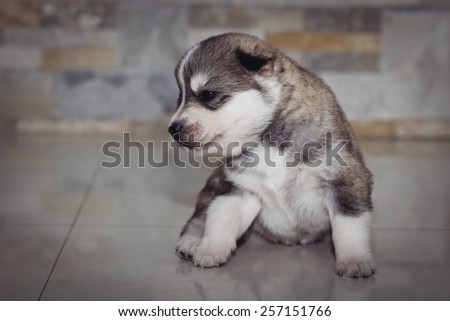Very little puppy Siberian husky. Portrait of sitting on the floor puppy age of 20 days.