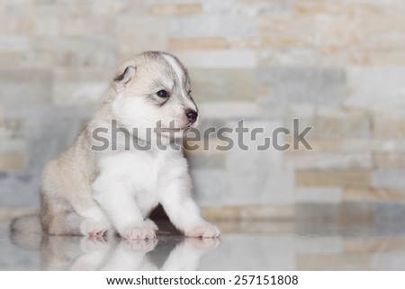 Very little puppy Siberian husky. Portrait of sitting on the floor puppy age of 20 days.