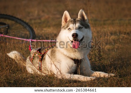 Mushing. Dog resting after the race. Siberian Husky.