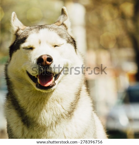 Dog. Portrait on the lawn in the urban environment. Portrait of Siberian Husky. Dog smiles.