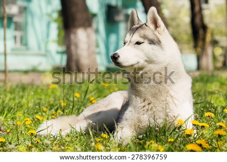 Dog. Portrait on the lawn in the urban environment. Portrait of Siberian Husky