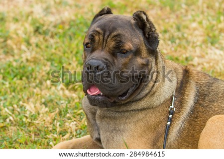 purebred big brown South-African massive dog species Boerboel. dog lying on a green lawn.