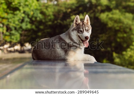 Dog. Portrait on the lawn in the urban environment. Portrait of Siberian Husky