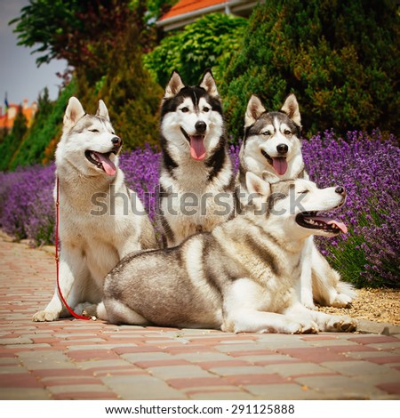 Four dogs close-up. Siberian Husky. The team of sled dogs.