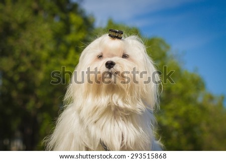 A cute female maltese dog