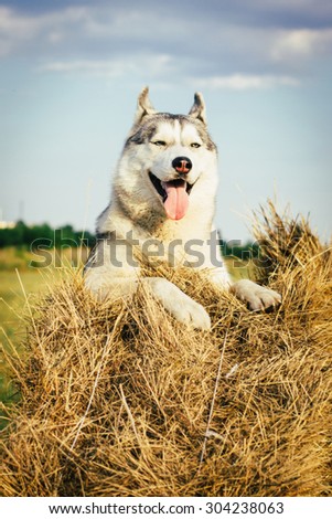 Portrait of a fun gray dog with blue eyes. The Siberian husky is lying on a haystack.